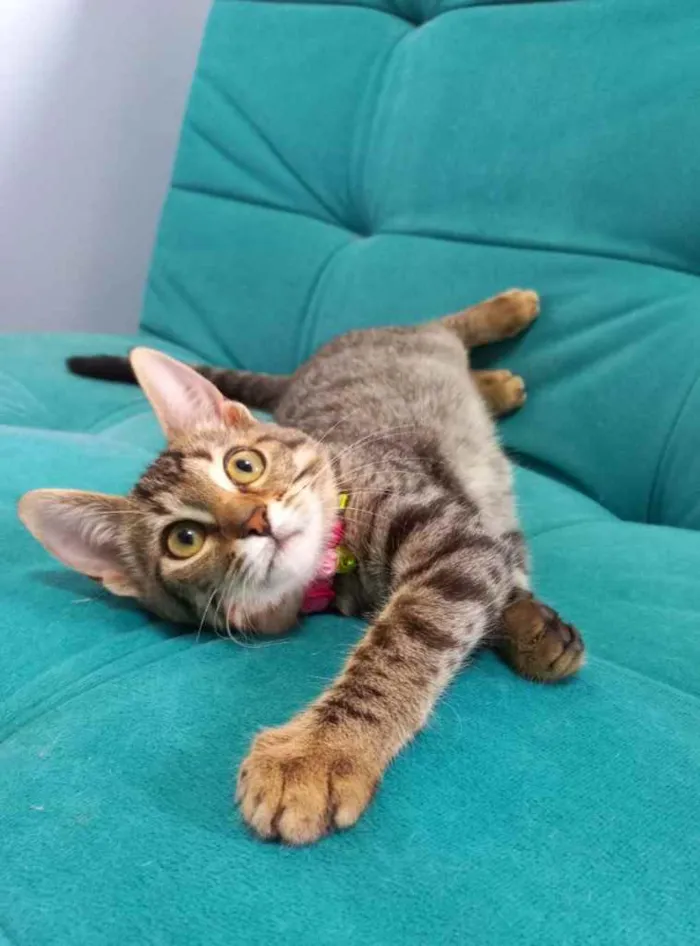 Gato ra a SRD idade 2 a 6 meses nome Clara