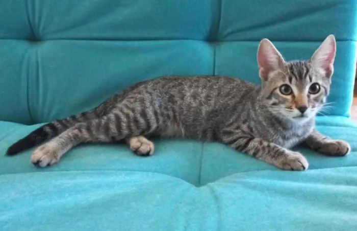 Gato raça Srd idade 2 a 6 meses nome Raj