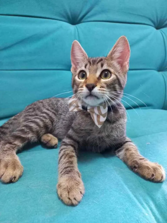 Gato raça Srd idade 2 a 6 meses nome Raj