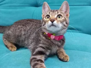 Gato raça SRD idade 2 a 6 meses nome Clara