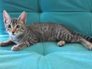 Gato raça Srd idade 2 a 6 meses nome Raj