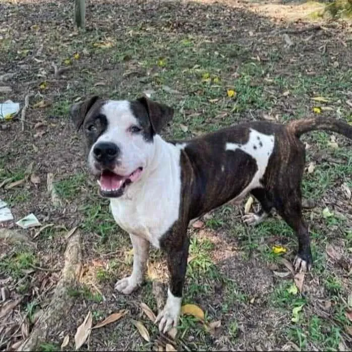 Cachorro ra a Pitbull idade 2 anos nome Bolt