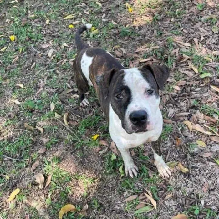 Cachorro ra a Pitbull idade 2 anos nome Bolt