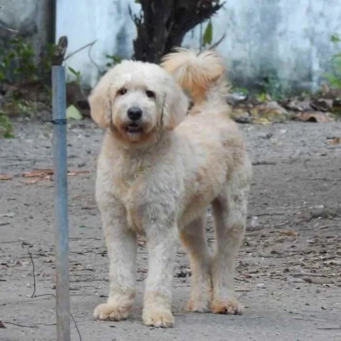 Cachorro ra a Poodle idade 2 anos nome Algodão 