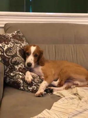 Cachorro raça Vira lata idade 6 ou mais anos nome Marley