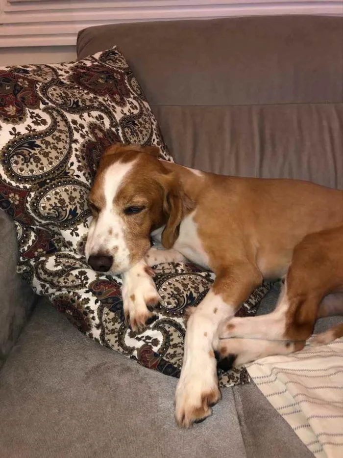 Cachorro ra a Vira lata idade 6 ou mais anos nome Marley