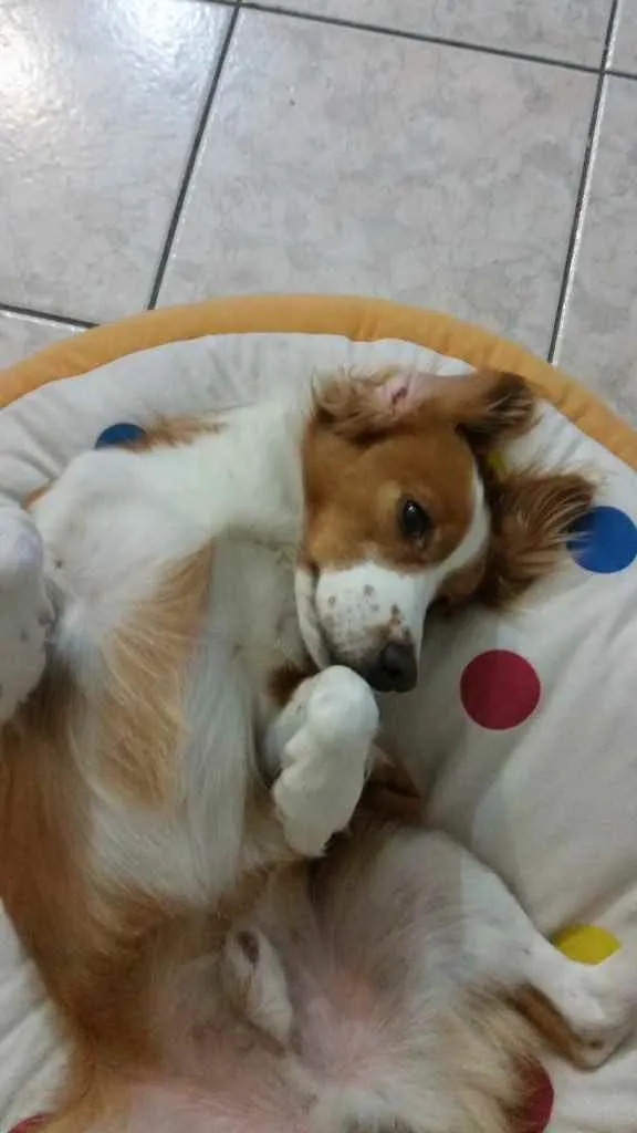 Cachorro ra a Vira lata idade 6 ou mais anos nome Marley