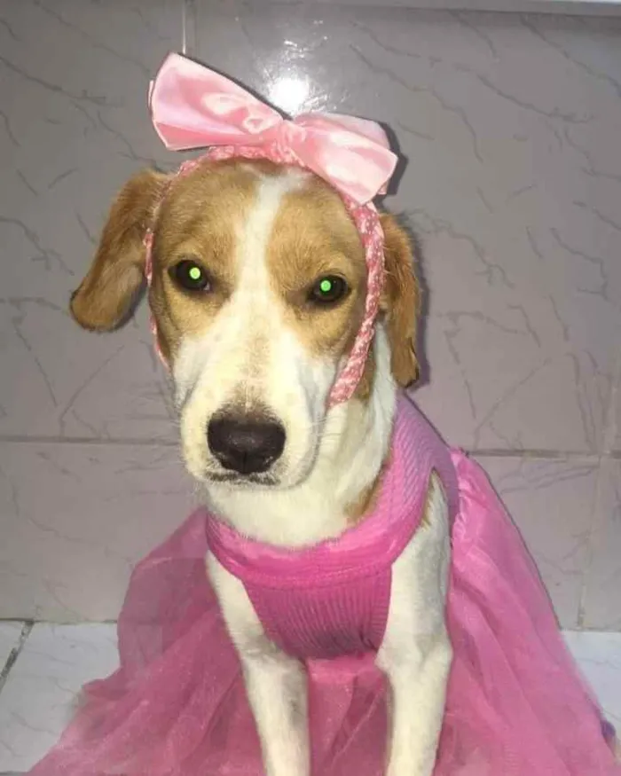 Cachorro ra a SRD idade 7 a 11 meses nome Dafne 