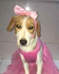 Dafne
