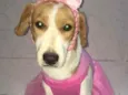 Dafne