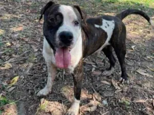 Cachorro raça Pitbull idade 2 anos nome Bolt