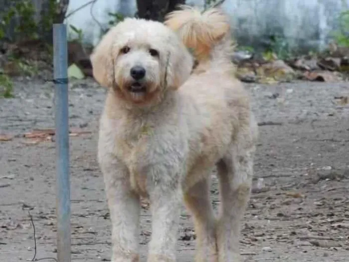 Cachorro ra a Poodle idade 2 anos nome Algodão 