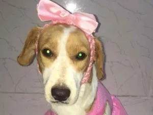 Cachorro raça SRD idade 7 a 11 meses nome Dafne 