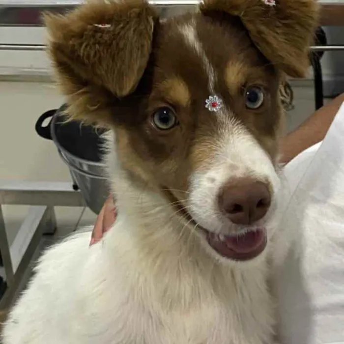 Cachorro ra a SRD idade 2 a 6 meses nome Cristal 