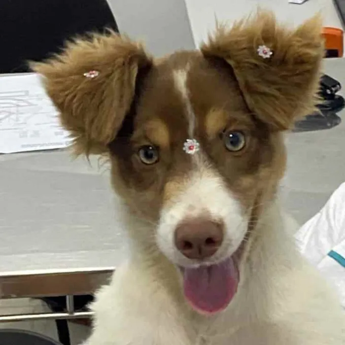Cachorro ra a SRD idade 2 a 6 meses nome Cristal 