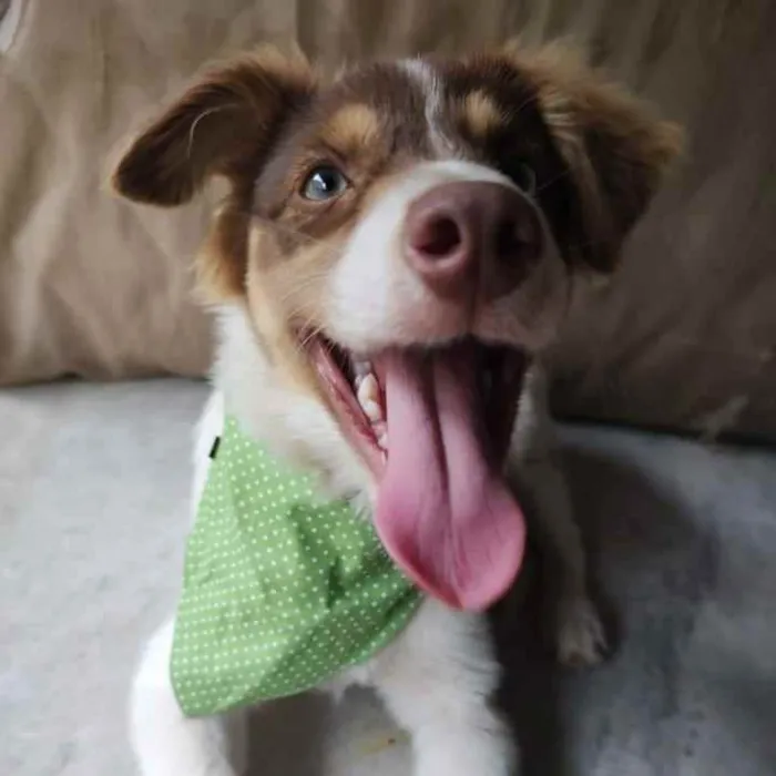 Cachorro ra a SRD idade 2 a 6 meses nome Cristal 