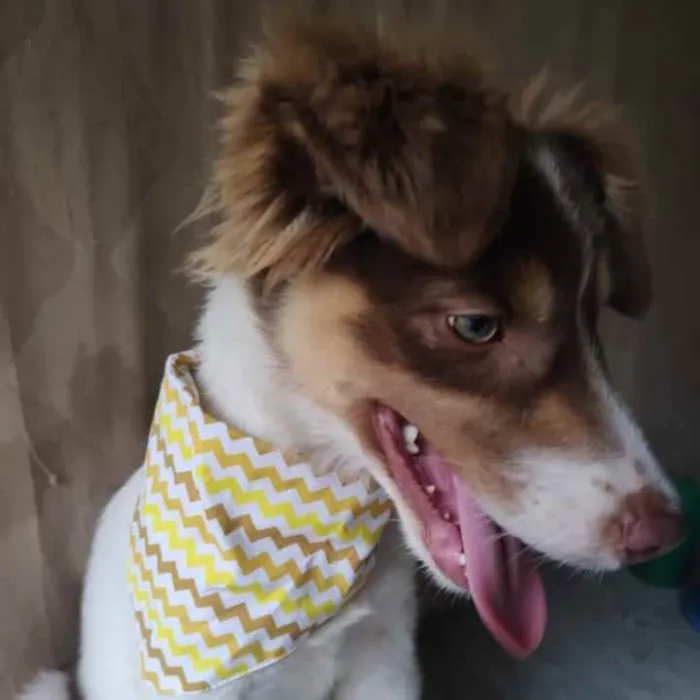 Cachorro ra a SRD idade 2 a 6 meses nome Cristal 