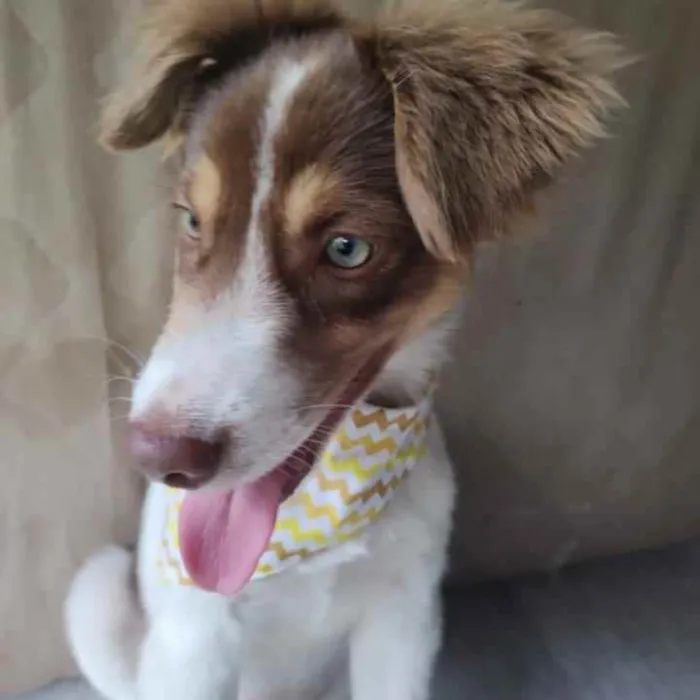 Cachorro ra a SRD idade 2 a 6 meses nome Cristal 