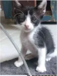Antonieta 