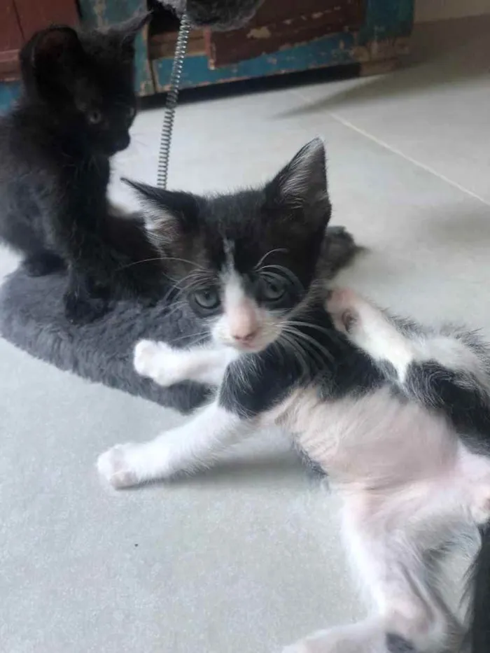 Gato ra a Srd idade Abaixo de 2 meses nome Antonieta 