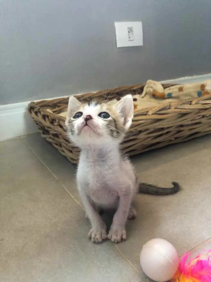 Gato ra a Srd idade Abaixo de 2 meses nome Juninho