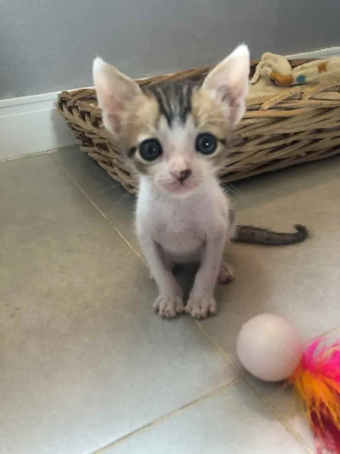 Gato ra a Srd idade Abaixo de 2 meses nome Juninho
