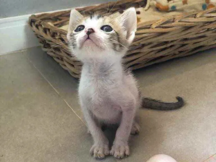 Gato ra a Srd idade Abaixo de 2 meses nome Juninho