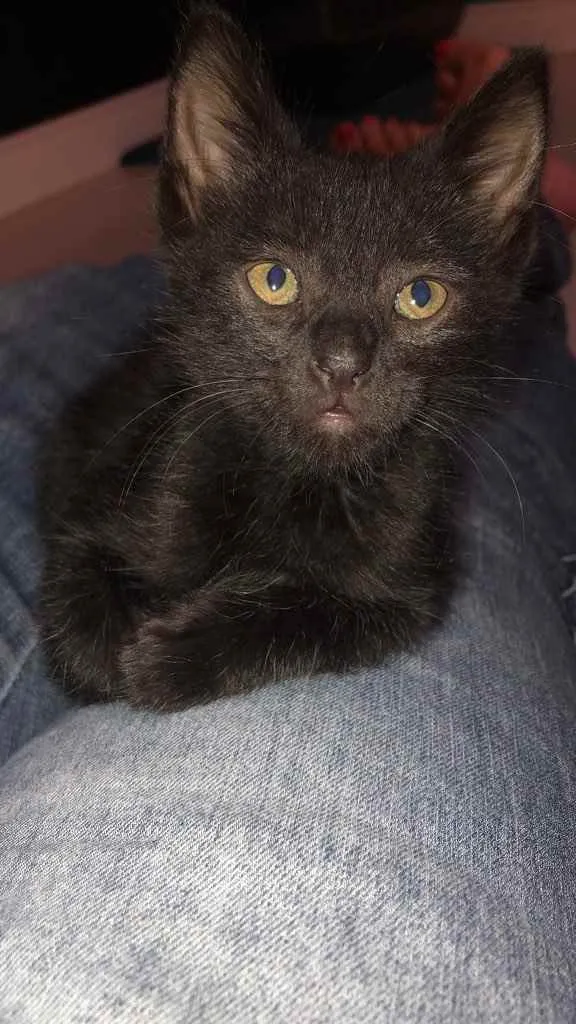 Gato ra a Srd idade Abaixo de 2 meses nome Zeca