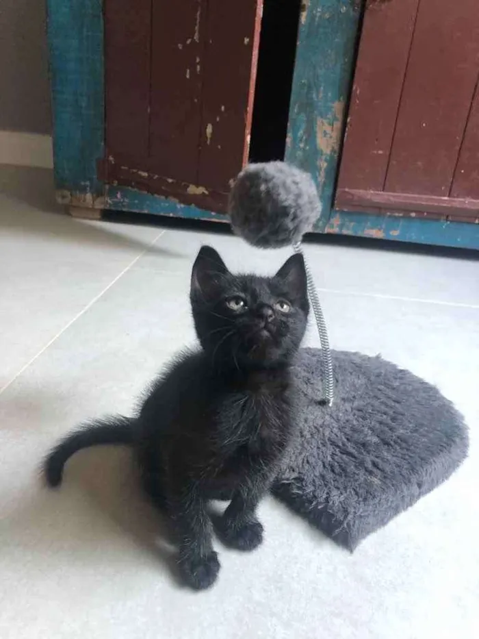 Gato ra a Srd idade Abaixo de 2 meses nome Zeca