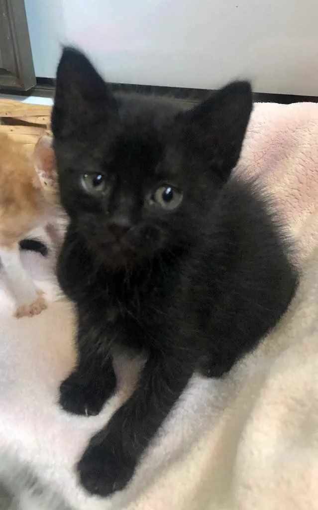 Gato ra a Srd idade Abaixo de 2 meses nome Zeca