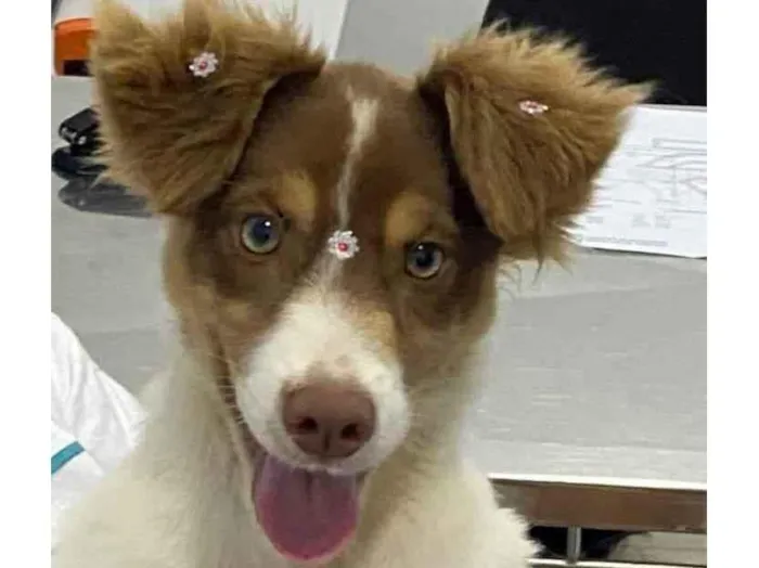 Cachorro ra a SRD idade 2 a 6 meses nome Cristal 