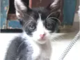 Antonieta 