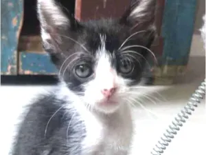 Gato raça Srd idade Abaixo de 2 meses nome Antonieta 