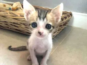 Gato raça Srd idade Abaixo de 2 meses nome Juninho