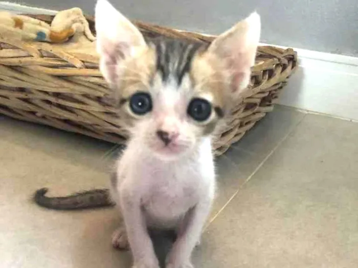 Gato ra a Srd idade Abaixo de 2 meses nome Juninho