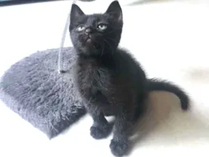 Gato raça Srd idade Abaixo de 2 meses nome Zeca