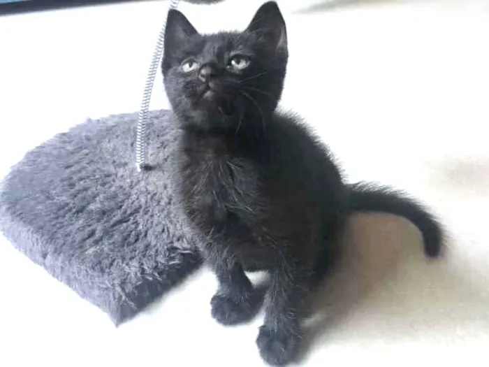 Gato ra a Srd idade Abaixo de 2 meses nome Zeca
