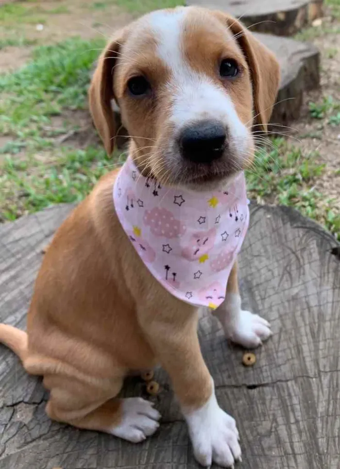 Cachorro ra a Sem raça definida idade  nome CAPITU