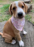 CAPITU