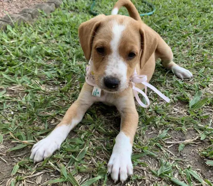 Cachorro ra a Sem raça definida idade  nome CAPITU