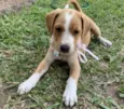 CAPITU