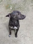 Pipoca
