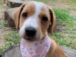 Cachorro raça Sem raça definida idade  nome CAPITU