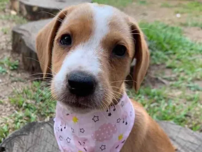 Cachorro ra a Sem raça definida idade  nome CAPITU