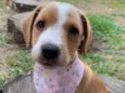 CAPITU