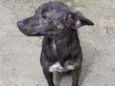 Pipoca