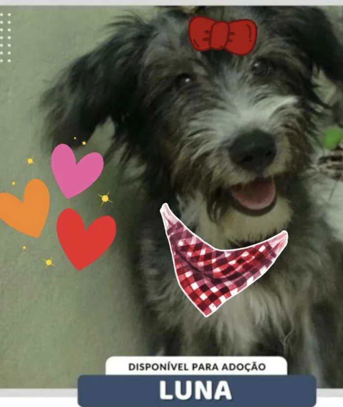 Cachorro ra a Srd idade 2 a 6 meses nome LUNA