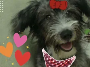 Cachorro raça Srd idade 2 a 6 meses nome LUNA