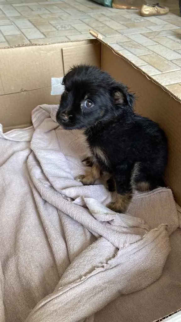 Cachorro ra a Vira lata  idade Abaixo de 2 meses nome Sem nome 