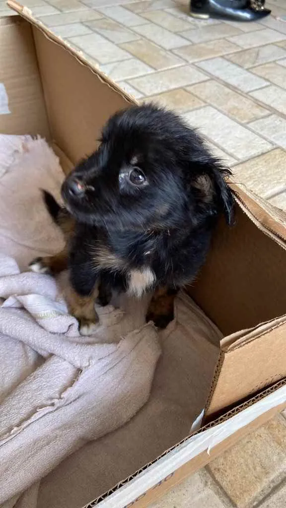 Cachorro ra a Vira lata  idade Abaixo de 2 meses nome Sem nome 